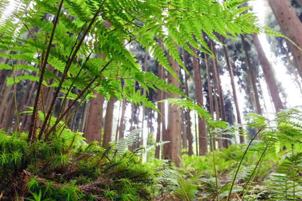 如何利用生物進行環(huán)境監(jiān)測？